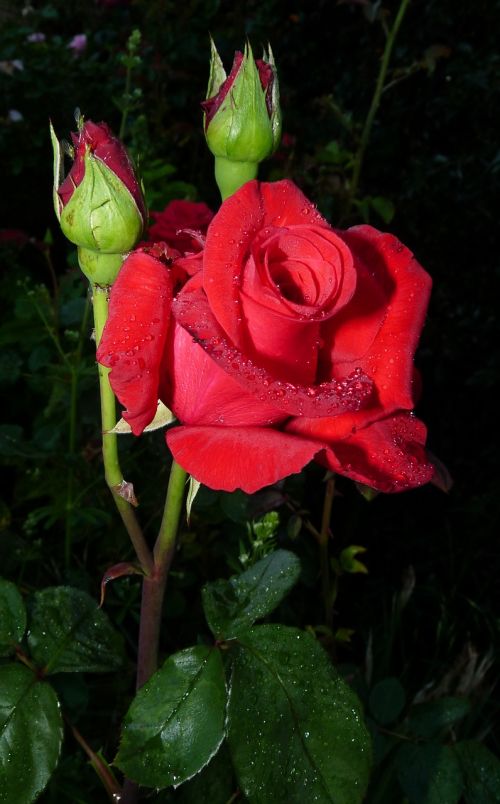 red rose romantic flower