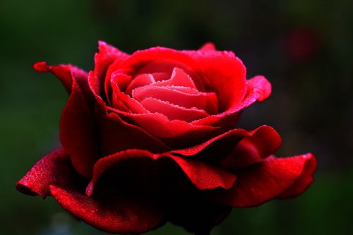 red rose flower love