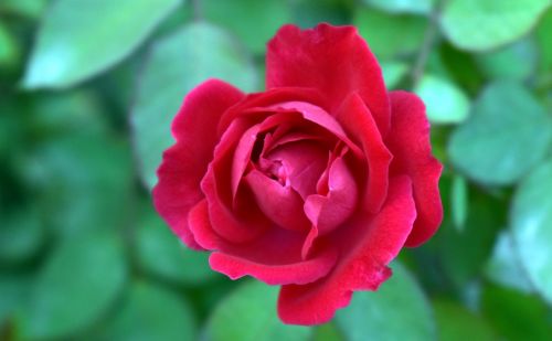 red rose top-view flower