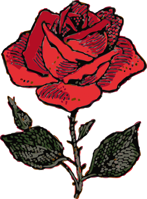 red rose love rosa