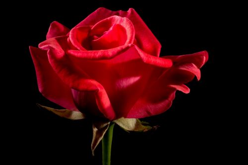 red rose rose rose bloom