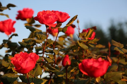 red rose  flower  nature