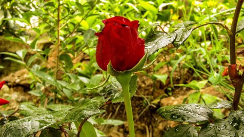 red rose  rosa  love
