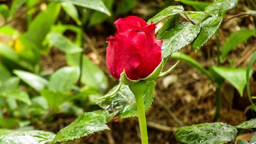 red rose  rosa  nature