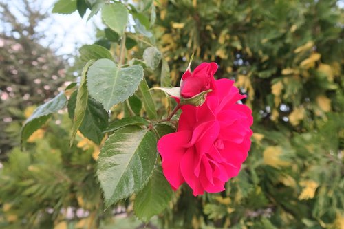 red rose  nature  plant