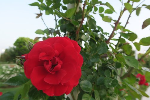 red rose  nature  plant