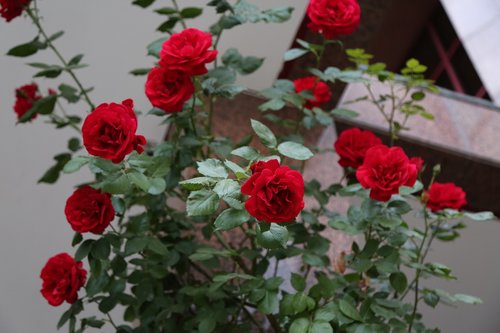 red rose  rose  flower