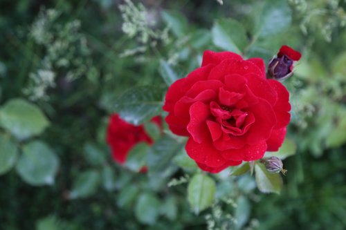 red rose  flower  nature