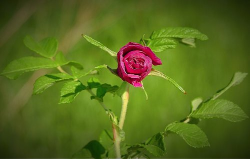 red rose  spring  blooming flower