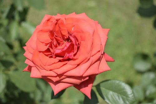 red rose  green background  flower