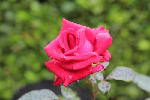 red rose  rosebush  rose papa meilland
