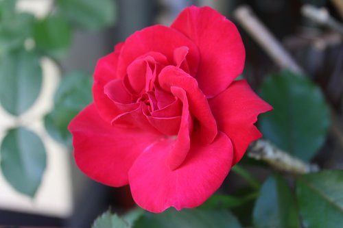 red rose  rose  love