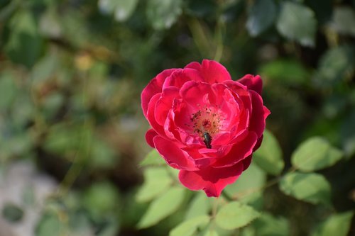 red rose  flower  rose
