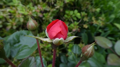 red rose  bud  delicate flower