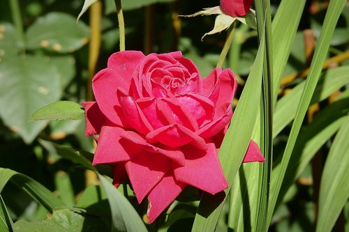 red rose  garden  flowers