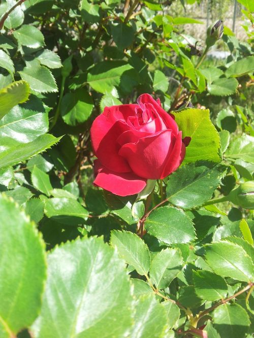 red rose roses flower