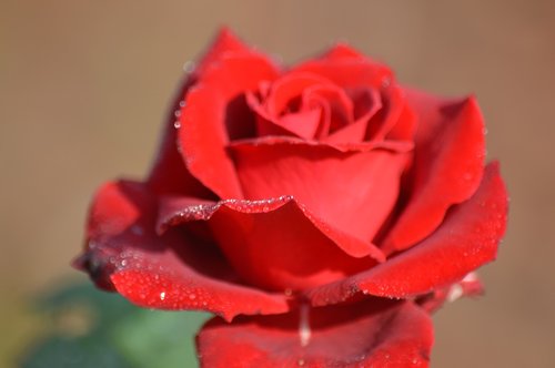 red rose  garden  flower