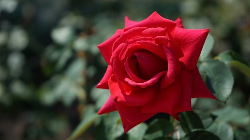 red rose  flower  flowering