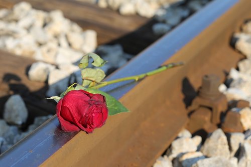 red rose  railway  love asleep