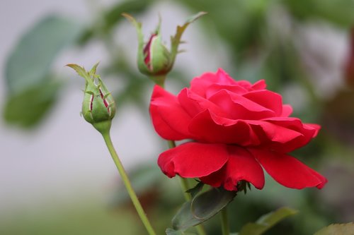 red rose  buds  bloom