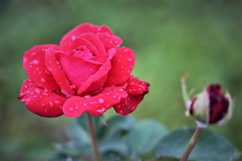 red rose  after rain  flower