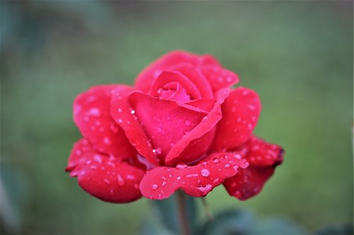 red rose  after rain  flower