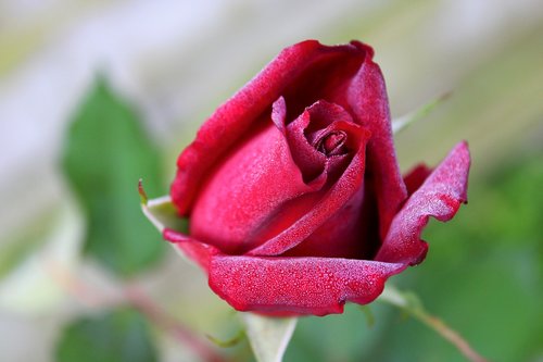 red rose  dew drops  feeling