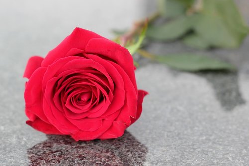 red rose  flower  love symbol
