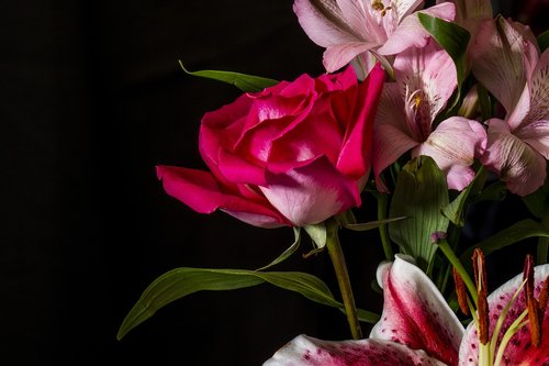 red rose  flowers  bloom