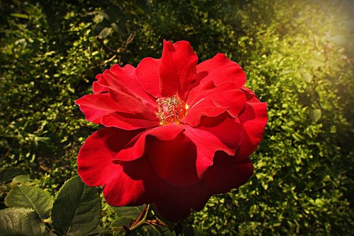 red rose  flower  petal