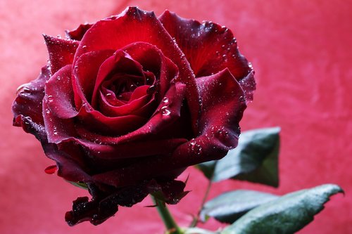 red rose  rose  flower