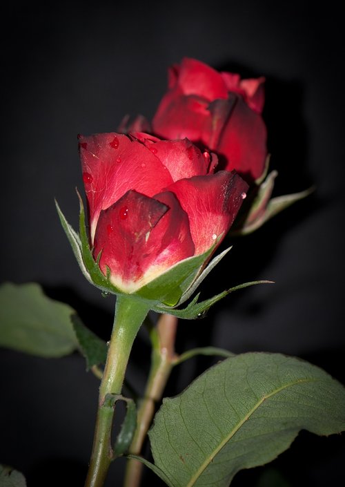 red rose  flower  nature