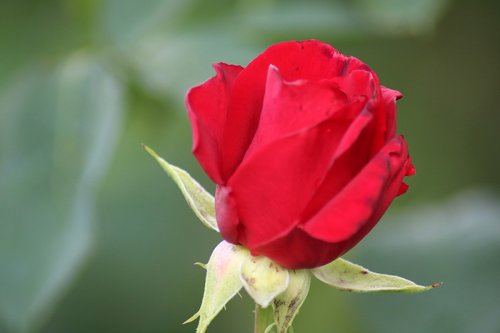 red rose  rose  flower