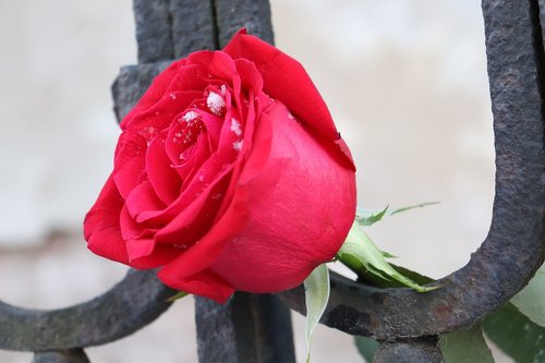 red rose  old iron fence  love symbol