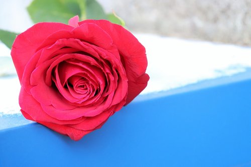 red rose  love symbol  blue