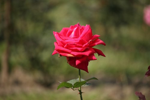 red rose  rose  flowers