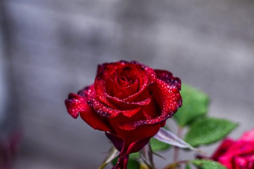 red rose  flower  beauty