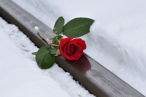 red rose  lost love  snow