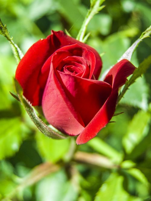 red rose rose flower