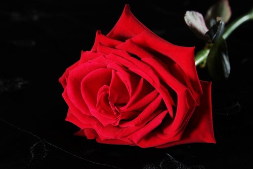 red rose  black  rose