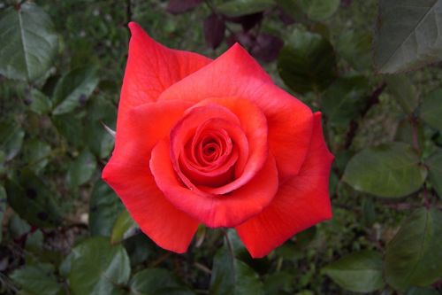red rose flower plant