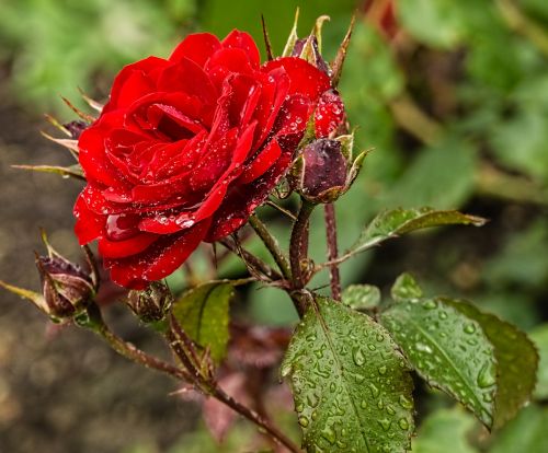 red rose raindrop flower