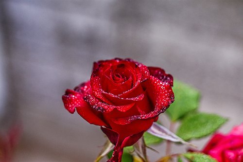 red rose  flower  beauty