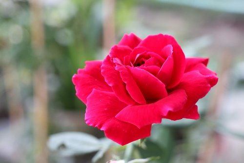 red rose  tree  flower