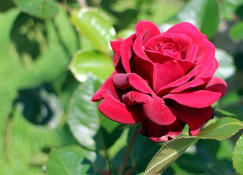 red rose rose blossom