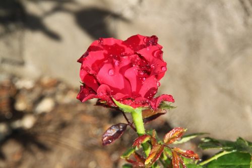 red rose rose the rose garden