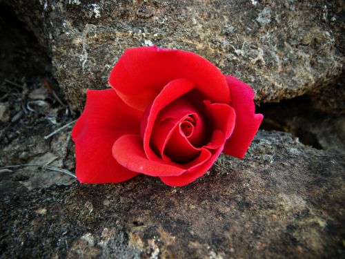 red rose red rock
