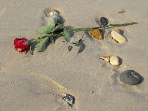 red rose beach sand