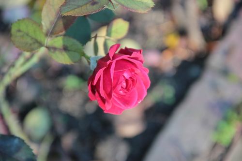 red rose germany flower