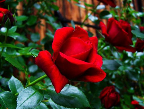 red rose garden plant